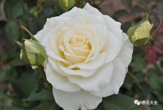 一年四季都开花的月季品种，复花能力超好的6种藤本月季