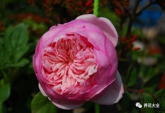 一年四季都开花的月季品种，复花能力超好的6种藤本月季