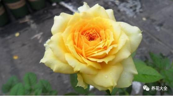 一年四季都开花的月季品种，复花能力超好的6种藤本月季