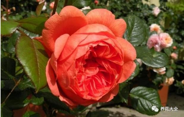 一年四季都开花的月季品种，复花能力超好的6种藤本月季