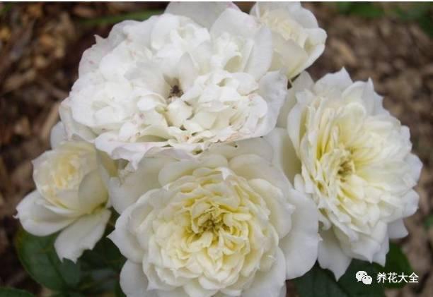 一年四季都开花的月季品种，复花能力超好的6种藤本月季