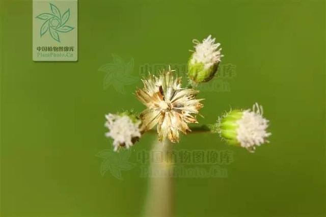 芙蓉树与合欢花的区别，常见中药材别名<七>