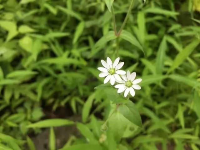 芙蓉树与合欢花的区别，常见中药材别名<七>