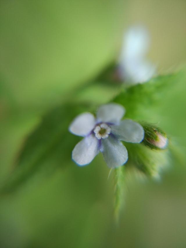 芙蓉树与合欢花的区别，常见中药材别名<七>