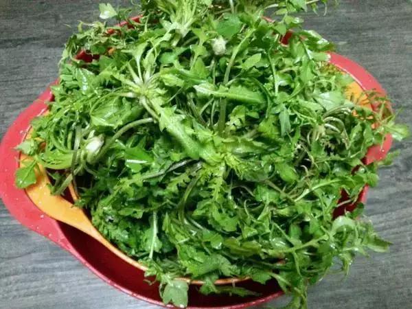 南京春天吃的野菜，比王宝钏更懂野菜的，是南京人