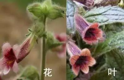 南京春天吃的野菜，比王宝钏更懂野菜的，是南京人