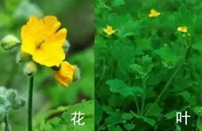 南京春天吃的野菜，比王宝钏更懂野菜的，是南京人