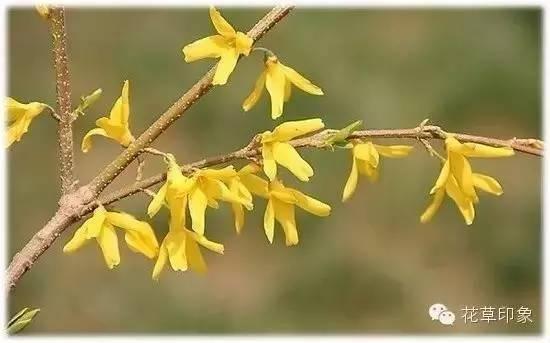 芙蓉树与合欢花的区别，常见中药材别名<七>