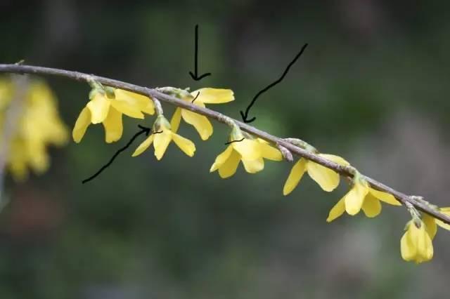 芙蓉树与合欢花的区别，常见中药材别名<七>