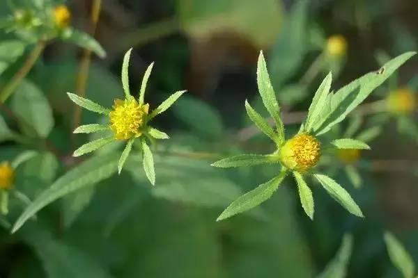 芙蓉树与合欢花的区别，常见中药材别名<七>