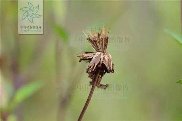 芙蓉树与合欢花的区别，常见中药材别名<七>