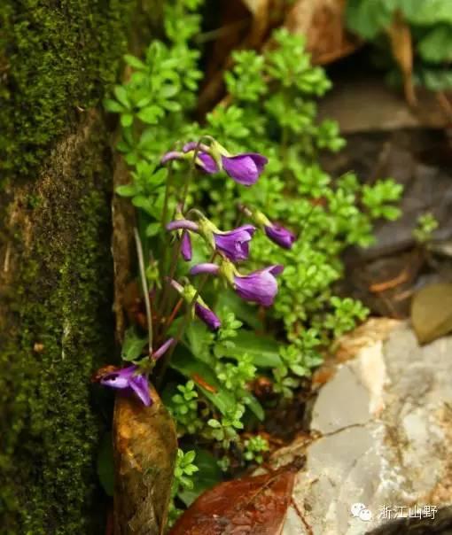 芙蓉树与合欢花的区别，常见中药材别名<七>