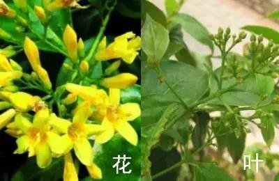 南京春天吃的野菜，比王宝钏更懂野菜的，是南京人