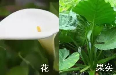 南京春天吃的野菜，比王宝钏更懂野菜的，是南京人