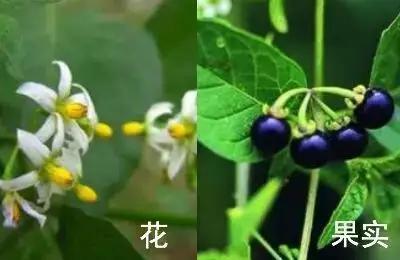 南京春天吃的野菜，比王宝钏更懂野菜的，是南京人