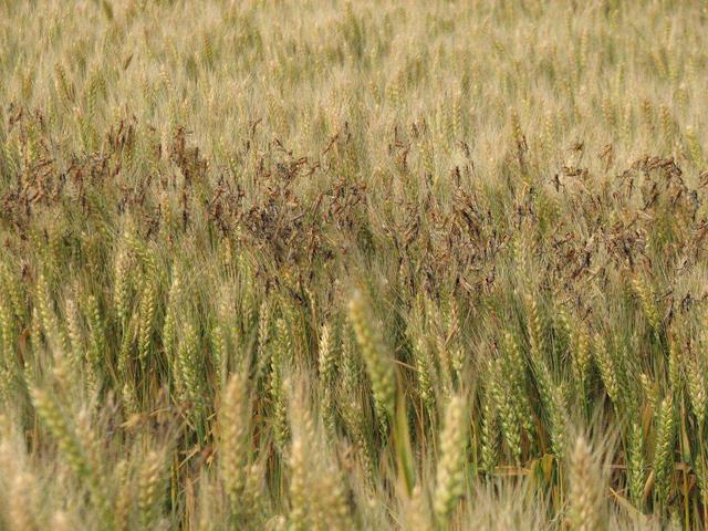 汉匈之战移出历史课本，陕西历史教授提出《出师表》宣扬愚忠