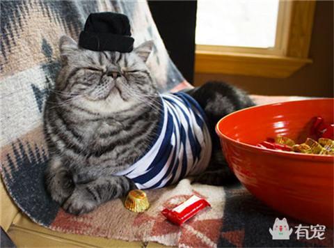 梦见养了一只猫，有宠解梦之梦见猫咪代表什么呢（做梦梦见养了一只猫咪有什么预兆）