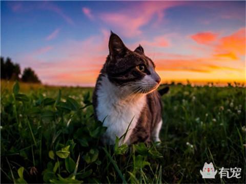 梦见养了一只猫，有宠解梦之梦见猫咪代表什么呢（做梦梦见养了一只猫咪有什么预兆）