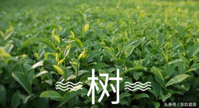 福建高山大叶乌龙茶铁观音，茶中珍品31安溪铁观音