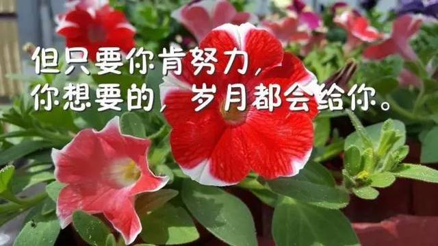 正能量早晨好语录说说：用最少浪费面对现在，用最多梦想面对未来
