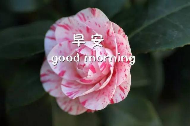 早安图片大全171010：可以孤单，但不许孤独