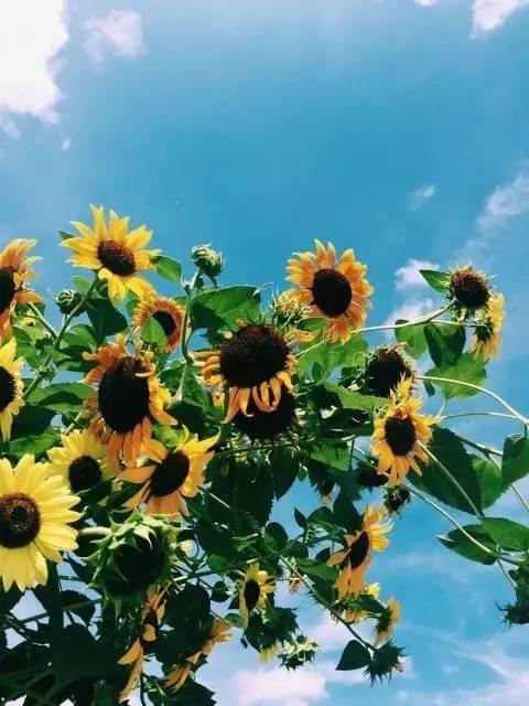 晚安好句子171011：只要是你，怎么看都不厌