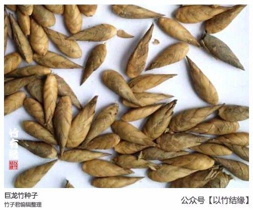 怎么识别竹子种类，绝密竹种子辨识宝典