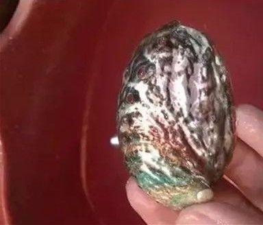 鲍鱼的壳能做成什么，吃过的鲍鱼壳别扔了