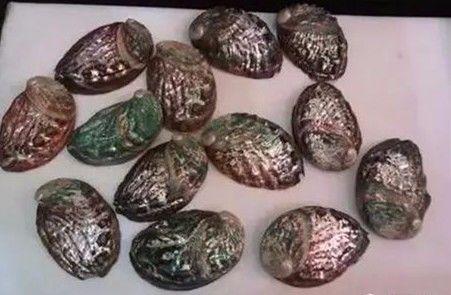 鲍鱼的壳能做成什么，吃过的鲍鱼壳别扔了