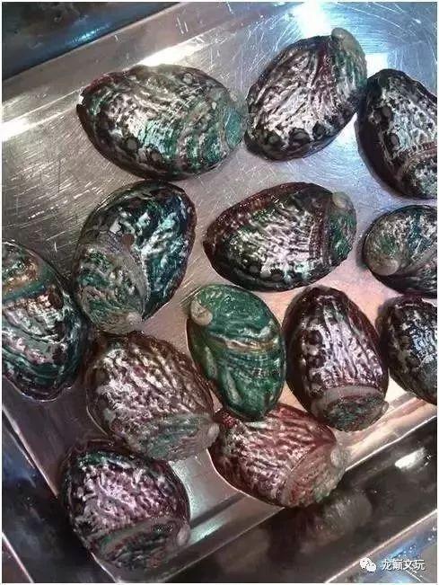 鲍鱼的壳能做成什么，吃过的鲍鱼壳别扔了