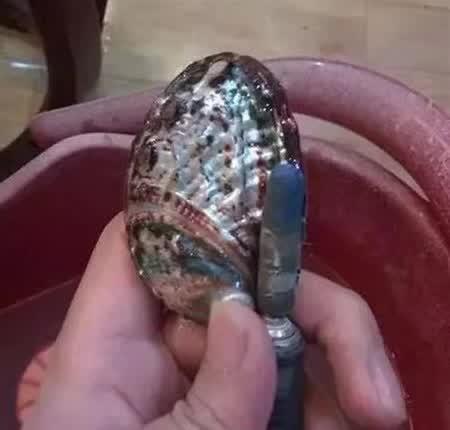 鲍鱼的壳能做成什么，吃过的鲍鱼壳别扔了