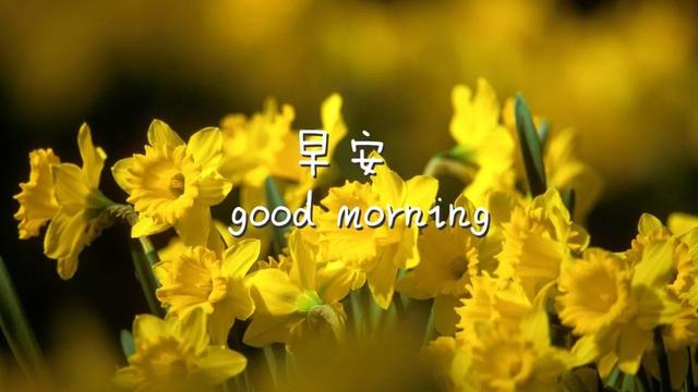 早上好的问候句子，问候早上好的好句子