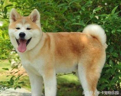 秋田犬坐下表情包，火爆女汉子被秋田犬收拾的服服帖帖