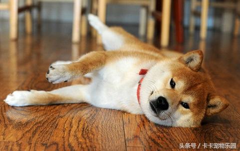 秋田犬坐下表情包，火爆女汉子被秋田犬收拾的服服帖帖
