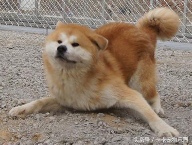 秋田犬坐下表情包，火爆女汉子被秋田犬收拾的服服帖帖