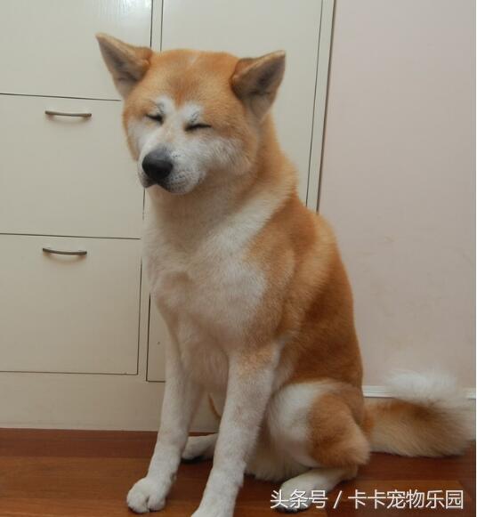 秋田犬坐下表情包，火爆女汉子被秋田犬收拾的服服帖帖