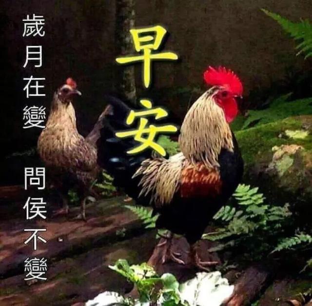 早上好的祝福图片，早上好的问候图