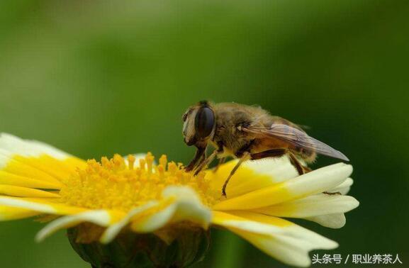 五种常见昆虫简介，5种过去常见小虫子