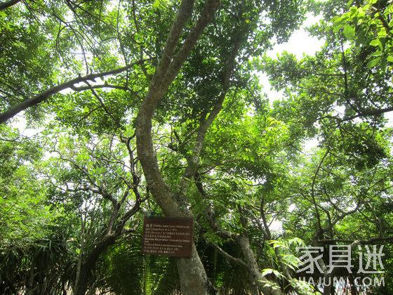 黄花梨与草花梨的准确区分，大叶黄花梨傻傻分不清楚