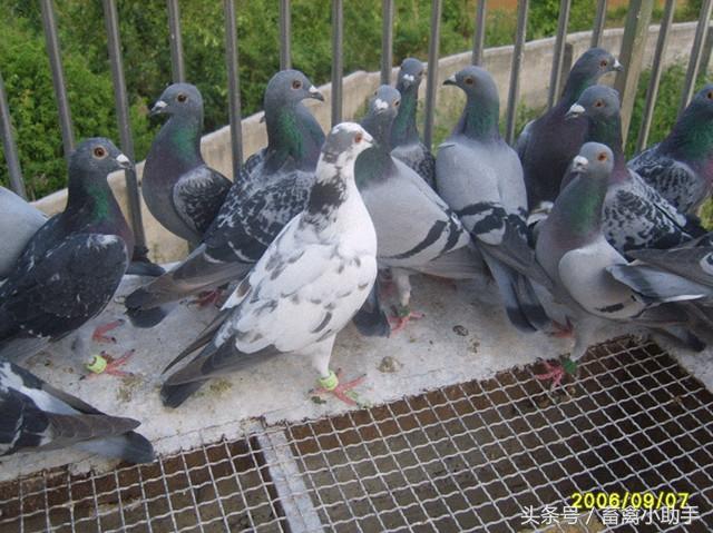 单养鸽子的正确方法，掌握各个阶段鸽子生长特点和饲养要点