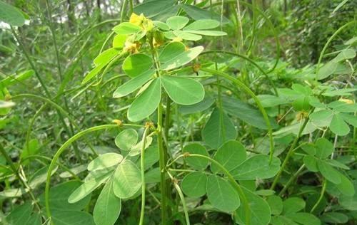 决明子有几种哪种好，决明子种类大全（每日一本草—决明子）