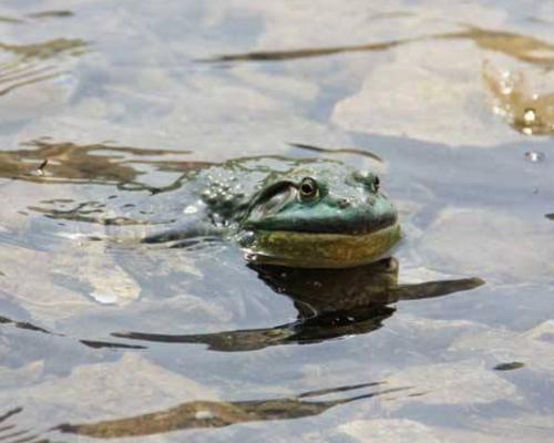 牛蛙为什么会叫美蛙，美蛙牛蛙别再傻傻分不清了