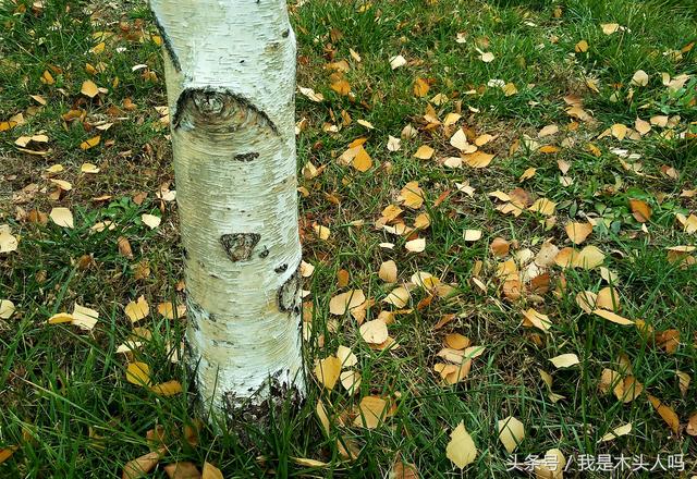 沈阳长白岛湿地公园，一叶知秋沈阳长白岛森林公园