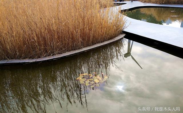 沈阳长白岛湿地公园，一叶知秋沈阳长白岛森林公园