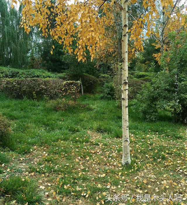 沈阳长白岛湿地公园，一叶知秋沈阳长白岛森林公园