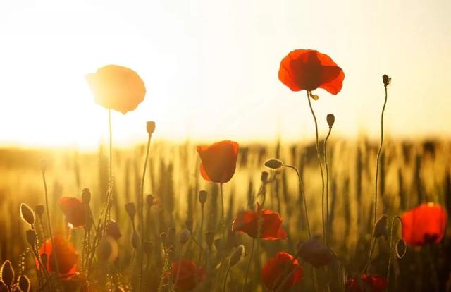 早安美文171027：读得懂风花雪月， 却走不出沧海桑田