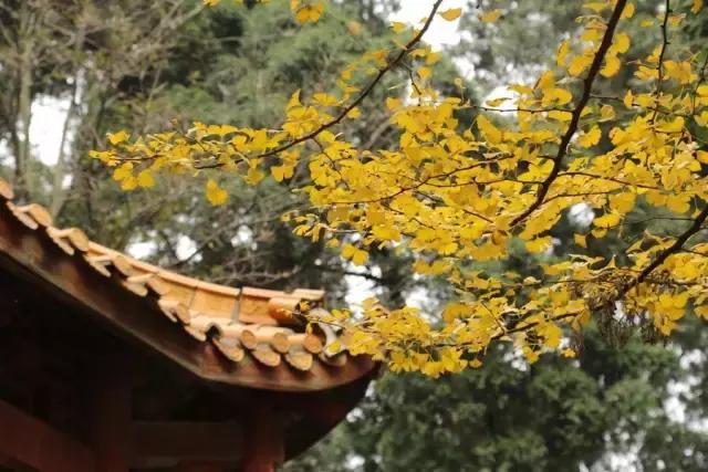 成都春季徒步一日游，徒步、骑行...浪漫一日游