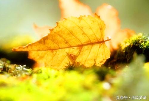 时间是把杀猪刀黑了，岁月是把杀猪刀（岁月是把杀猪刀歌曲）