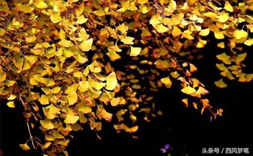 时间是把杀猪刀黑了，岁月是把杀猪刀（岁月是把杀猪刀歌曲）