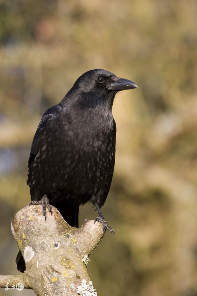 为什么说乌鸦是世上最聪明的鸟类，乌鸦喝水不是瞎说